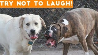 Try Not To Laugh At This Ultimate Funny Dogs Video Compilation 2019
