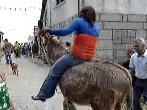 mineature burros donkeys for sale
