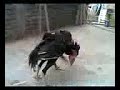 Ayam Bangkok Anakan Si Bibi images Ayam Bangkok Anakan Si Bibi