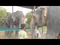 Raju the elephant meets his new family"