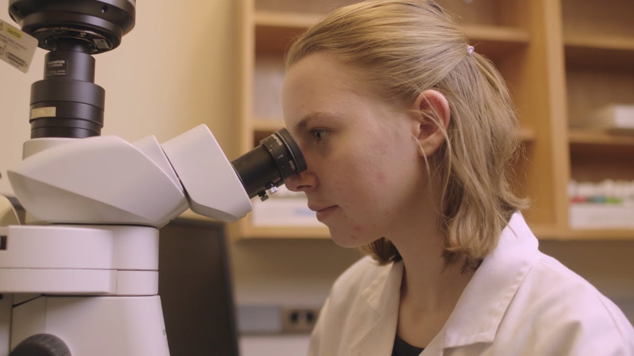 果蝇生物学家检查癌症基因视频预览图像