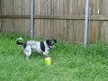 Jack The Dog's Christmas Present.flv