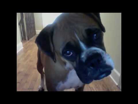 This is a video of my boxer Kate, and her reaction when I typed in quot;cats meowingquot; on youtube. She does an extreme head tilt and tries to look for the cats cats and kittens meowing. This is a video of my boxer Kate, and her reaction when I typed in quot;cats meowingquot; on youtube. She does an extreme head tilt and tries to look for the cats