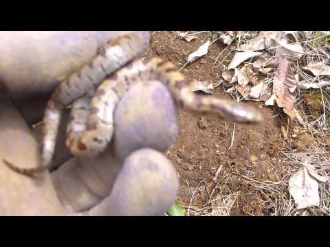 Baby Mole King Snake HerpBlitz4-5-12 (5).MTS