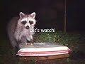 "Raccoon on a Mission!" [Camera Project 2.1/Raccoons!!]