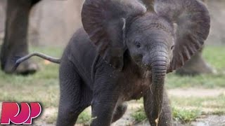 New "Dumbo" Live Action Film Directed By Tim Burton