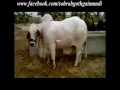 Karachi Cow Mandi 2011 images Karachi Cow Mandi 2011