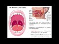 Anatomy & Physiology of the Oral Cavity & Pharynx