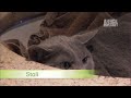 kitten