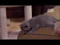 kitten