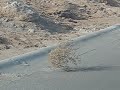 Tumbleweed