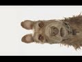 Wes Anderson presents his new feature film 'Isle of Dogs'