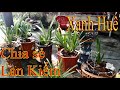Lan kiếm xanh huế gửi bác khách hàng (Hàng đã bán xin đừng gọi Điện)