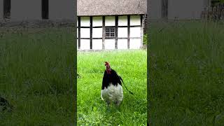Lakenfelder Hahn kräht im Freilichtmuseum Detmold - Rooster of the rare Lakenvelder chicken crowing