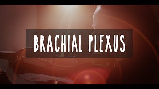 Virtuosity, How our Fingers Can Make Music: BRACHIAL PLEXUS - UBC Neuroanatomy - Season 2 - Ep 2