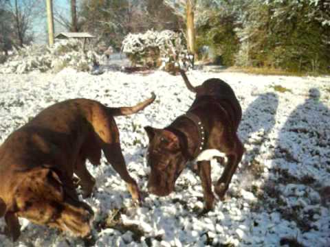 bandogge