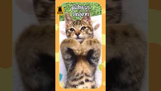 ดูนิสัยแมว จากอุ้งเท้า #แมว #ทาสแมว #เลี้ยงแมว #meowbarn #เหมียวบาน