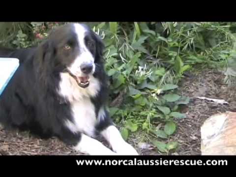 Shows NorCal Aussie Rescue Sanctuary in Grass Valley, California. Shows NorCal Aussie Rescue Sanctuary in Grass Valley, California.