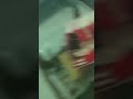 Burung anis kembang juara indonesia | burung berkicau anis kembang ngerol gacor