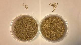 Horse Owners Minute: 4-H Hippology Feed ID Kit--Part 1