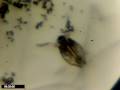 daphnia - lifespan daphnia - lifespan