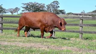 LOTE 70 - TOUROS BRANGUS - LEILÃO SÃO BIBIANO 2021