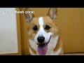 Goro & Post it / まゆ毛コーギー ゴローさんに付箋紙で眉毛をつけてみた 20140828 Goro@Welsh corgi eyebrow sticky note tag