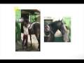 Youtube Thumbnail Pocoyo - Horse (UK)