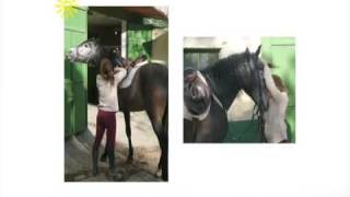 Pocoyo - Horse Uk