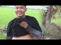 ตกปลาช่อน