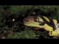Animal Attack! "Deadly" Tiger Salamander on the Hunt