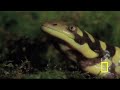 "Deadly" Tiger Salamander on the Hunt