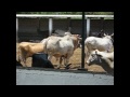 Mating Frenzy In Konkrej Cows With Ongole Bull images Mating Frenzy In Konkrej Cows With Ongole Bull