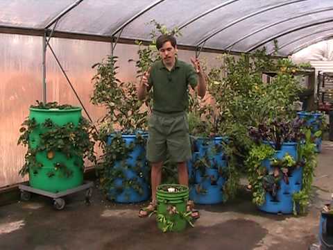 Container Vegetable Gardening on Vertical Barrel Gardening   A Striking Use For Used Barrels