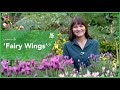 ✨? Lavinnova 'Fairy Wings' Collection