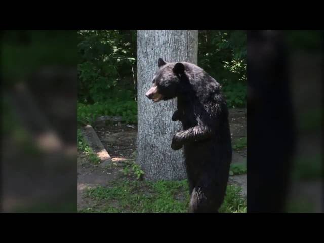 Bear Walking On Hind Legs Like Yogi Bear - Video