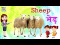 50 Animals Names In Hindi | जानवरों के नाम | Hindi Mein Praniyo Ke Naam | प्राणियों के नाम हिंदी में