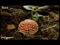 Magic mushrooms & Reindeer - Weird Nature - BBC animals