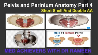 Pelvis And Perinium 4 Short Snell Double Aa Fcps 1
