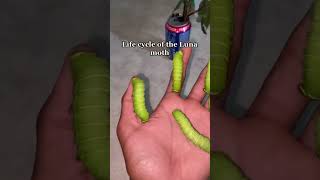Life Cycle Of The Luna Moth