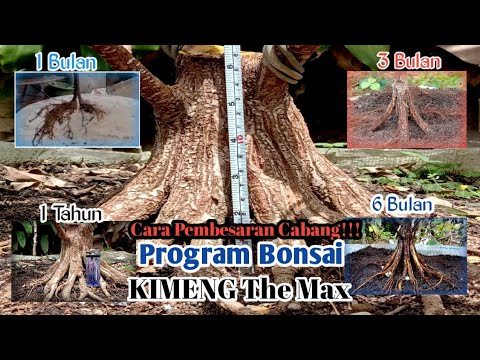 Di Asykin Saja 😀,Pemula Berharap Suatu Waktu Ikut Kontes ,Program The MAX (Cara Pembesaran Cabang)