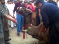 qurbani of camel 2011