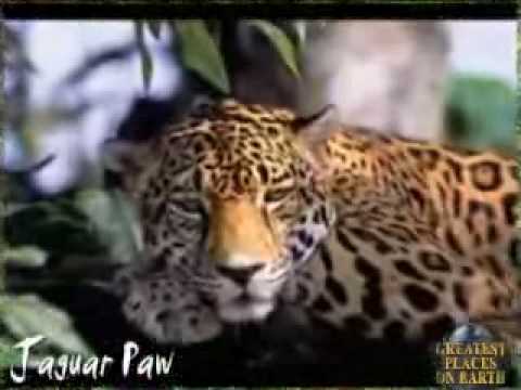 jaguar in jungle