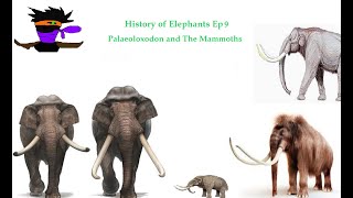 The History Of Elephants Ep9 Palaeoloxodon And The Mammoths