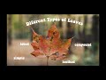 Leaves in the Fall: Different Types and How We Can Identify Them!