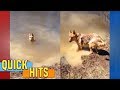 German Shepherd throws a fit when she has to quit swimming