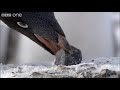 Criminal Penguins - Frozen Planet - BBC One