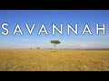 The Savannah Biome - Biomes #2