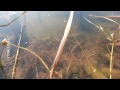 Watch: Lobsters Stare At Me At The Fishing! Lobsters Stare At Me At The Fishing!