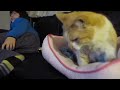 茶太郎のよだれ　2013.3.17